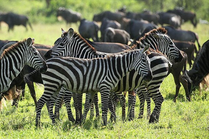 4-Day Serengeti, Ngorongoro, & Lake Manyara Budget Tour - Lake Manyara’s forest, lake shore, and flamingos