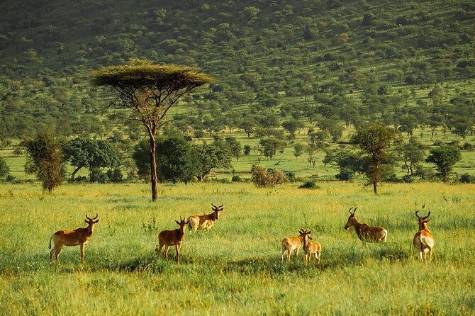 4-Day Serengeti, Ngorongoro, & Lake Manyara Budget Tour - What the budget package includes