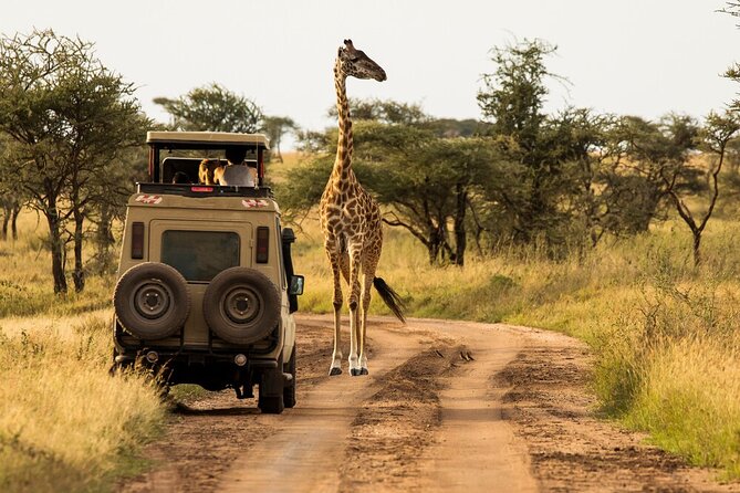 4-Day Serengeti, Ngorongoro, & Lake Manyara Budget Tour - The private format and guide experience