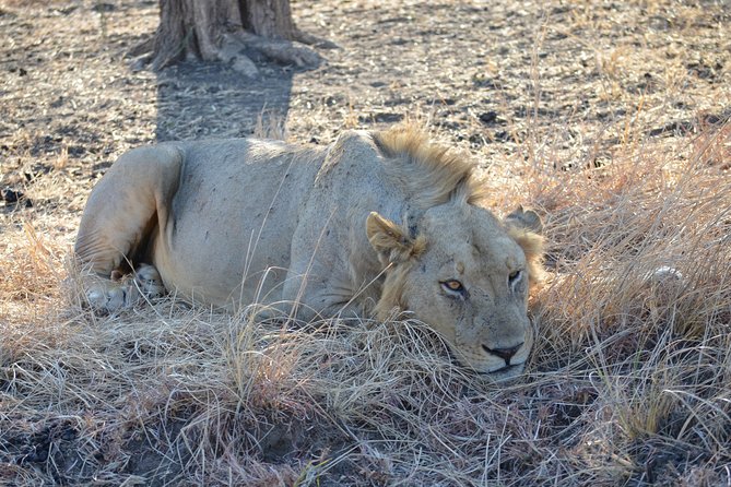 4 Day Serengeti & Ngorongoro Safari Wildlife Wonders of Tanzania - Day 3: from Serengeti plains to Ngorongoro
