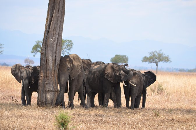 4 Day Serengeti & Ngorongoro Safari Wildlife Wonders of Tanzania - Day 2: the best full day for wildlife