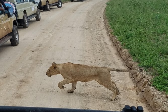 4-Day Serengeti, Ngorongoro,Tarangire safari - Why this four-day route works