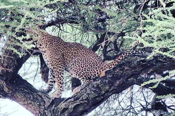 4-Day Serengeti, Ngorongoro,Tarangire safari - Day four: The return to Moshi or Arusha