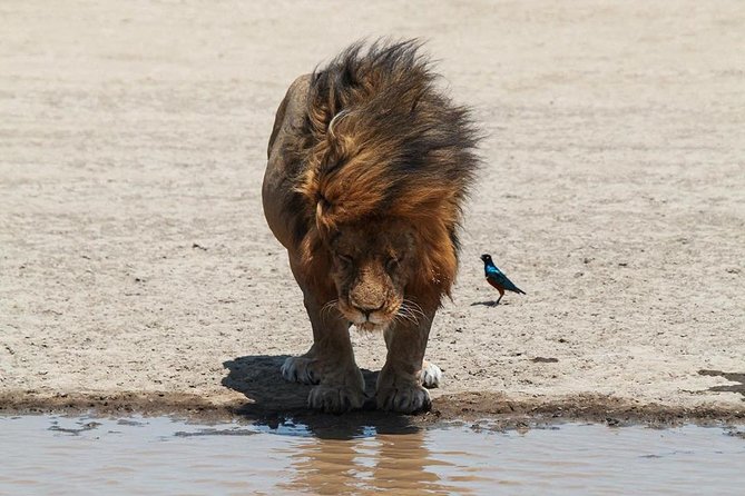 4-Day Serengeti, Ngorongoro,Tarangire safari - Comfort, accommodation, and what to clarify