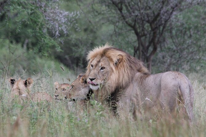 4-Day Simba Safari - Mid Range Tour - What $2,179 buys you in Tanzania