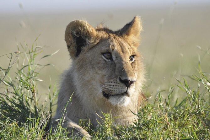 4-Day Simba Safari - Mid Range Tour - Day 3: More Serengeti time, then up toward Ngorongoro
