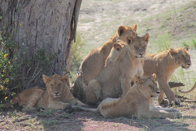 4-Day Simba Safari - Mid Range Tour - Day 4: Descending into Ngorongoro Crater
