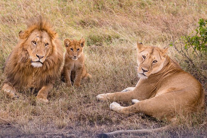 4-Day Simba Safari - Mid Range Tour - Day 1: Lake Manyara’s birds, elephants, and tree-climbing lions