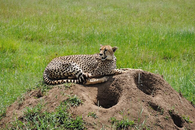 4 Day Tanzania Afordable Safari ft Two Night Serengeti - A private start from Arusha