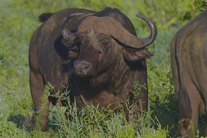 4 Day Tanzania Afordable Safari ft Two Night Serengeti - The full Serengeti day is the payoff