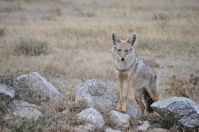 4 Day Tanzania Afordable Safari ft Two Night Serengeti - What the $1,625 price actually buys