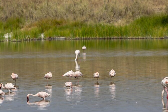 4 Day Tanzania Afordable Safari ft Two Night Serengeti - Crossing the highlands into the Serengeti