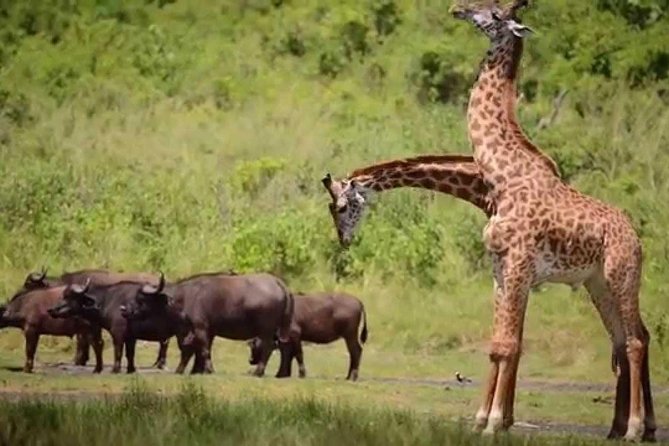4-Day Tanzania Camping Safari to Lake Manyara, Serengeti, and Ngorongoro Crater - Day 3: Early Serengeti viewing and the Ngorongoro rim