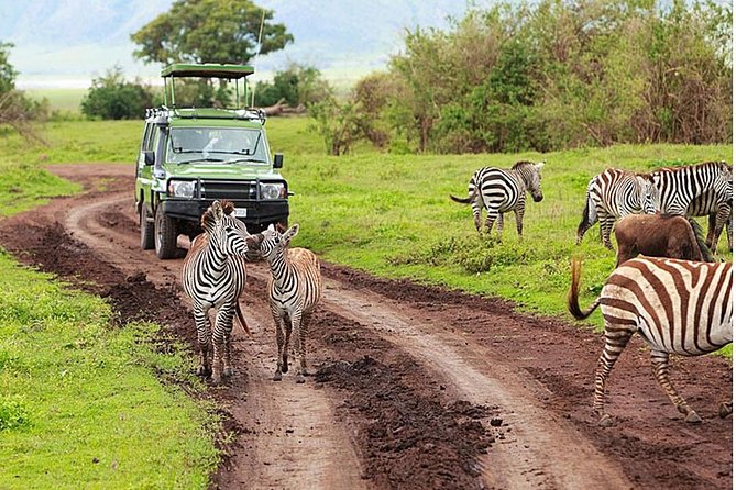 4-Day Tanzania Camping Safari to Lake Manyara, Serengeti, and Ngorongoro Crater - Day 4: Ngorongoro Crater and the return to Arusha