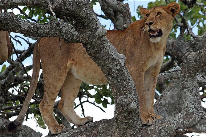 4-Day Tanzania Camping Safari to Lake Manyara, Serengeti, and Ngorongoro Crater - Day 1: Lake Manyara after an 8:00 a.m. Arusha pickup