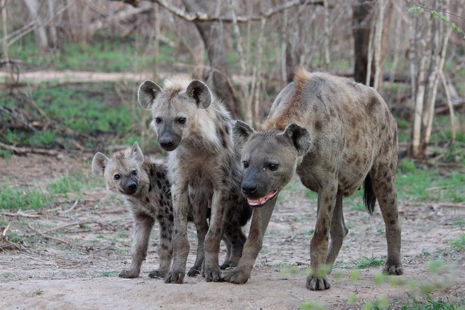 4 Day Tanzania Luxury Safari - Day 1: Arusha to Lake Manyara’s varied habitats