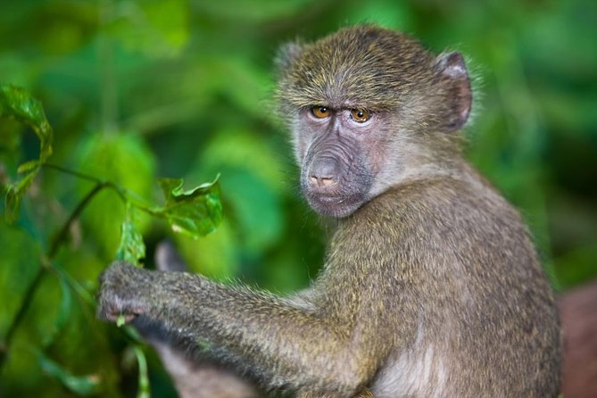 4 Day Tanzania Luxury Safari - The private 4x4 and guide service