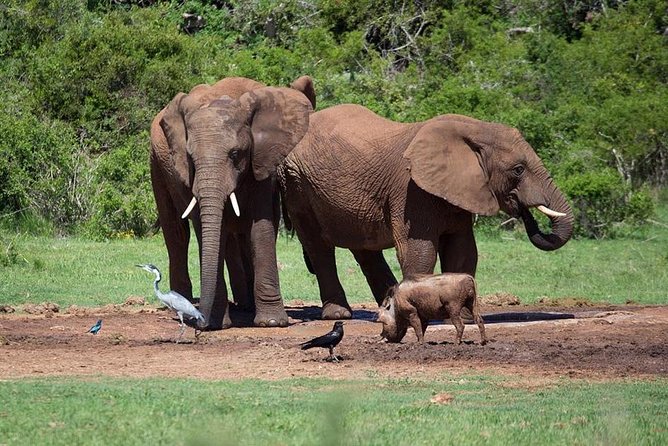 4 Day Tanzania Luxury Safari - What the $3,182.06 price really covers