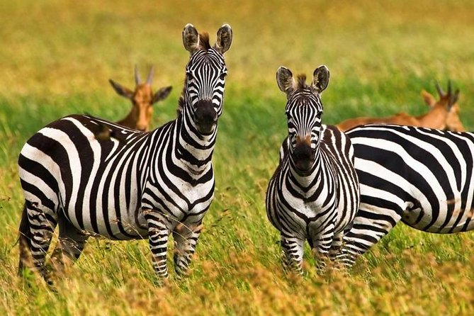 4 Day Tanzania Luxury Safari - Day 2: Crossing the highlands into the Serengeti