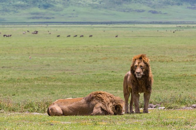 4-day Tanzania Safari - Day 1: Arrive through Kilimanjaro Airport and settle in Arusha