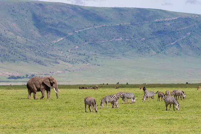 4-day Tanzania Safari - Days 4 and 5: Central Serengeti around Seronera