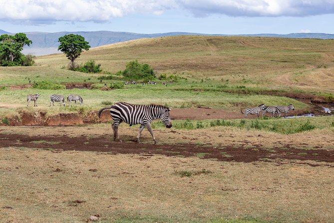 4-day Tanzania Safari - Lodging, meals, and what the price covers
