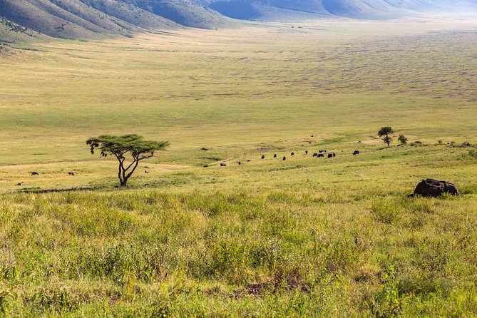 4-day Tanzania Safari - Guides and the quality of the safari day
