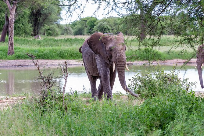 4-day Tanzania Safari - Day 2: Tarangire’s elephants and baobab country