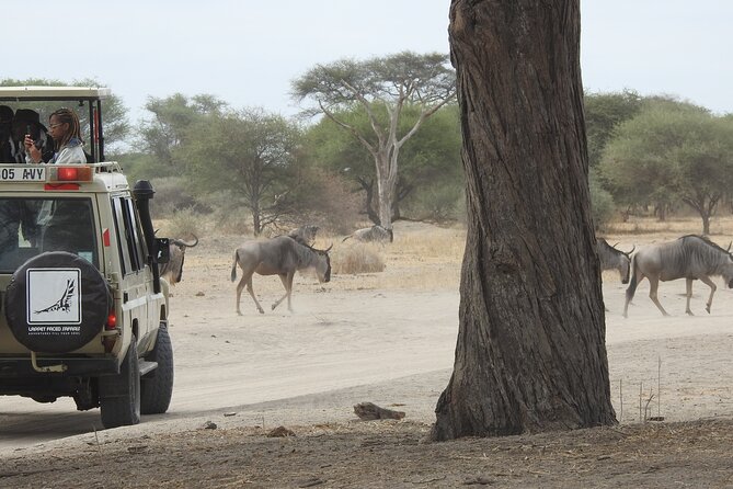 4-Day Tarangire, Serengeti, Ngorongoro Crater - Why a private guide changes the experience
