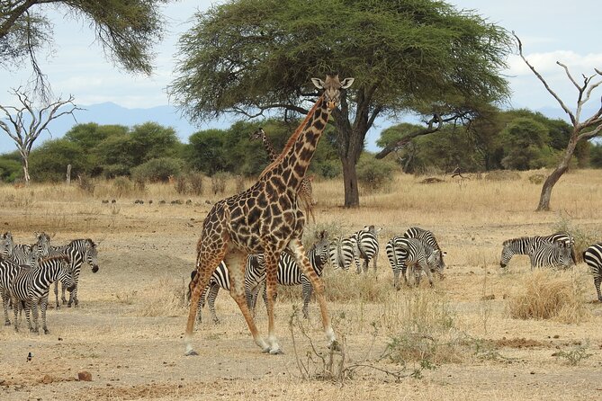 4-Day Tarangire, Serengeti, Ngorongoro Crater - Food, lodging, and what the price means