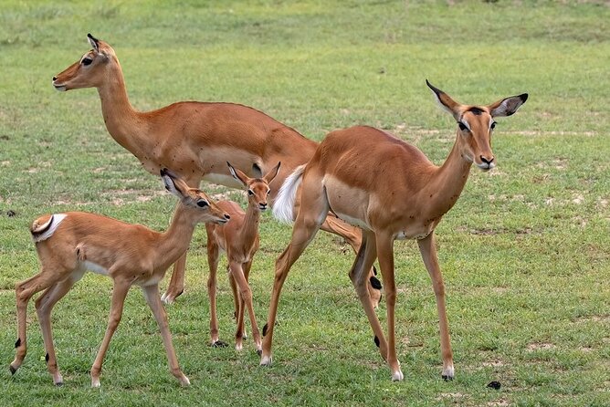4 Day: Taste of Wildlife - Day three: Sunrise in Serengeti and a move toward Ngorongoro