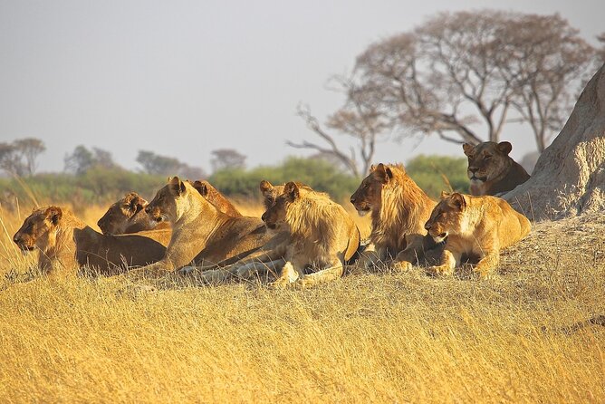 4 Day: Taste of Wildlife - Day four: Down into Ngorongoro Crater