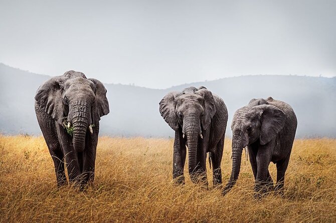 4 Day: Taste of Wildlife - What the private vehicle changes