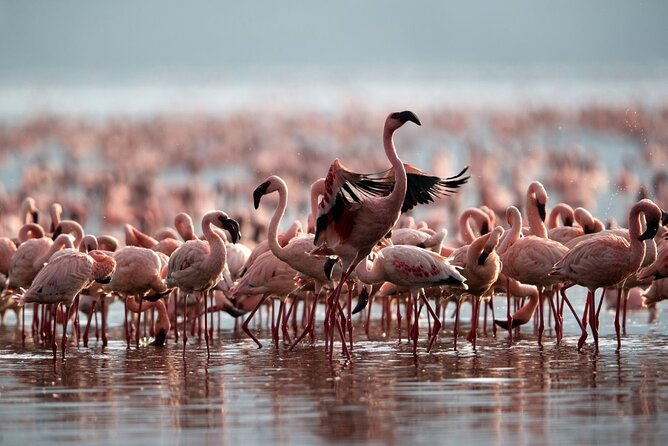 4 Day: Taste of Wildlife - Day two: The long road into the Serengeti
