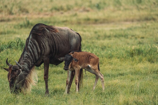 4-Day The Short of Tanzania Safari - Tarangire opens with elephants and baobabs