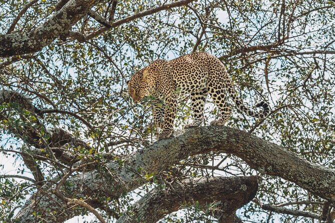 4-Day The Short of Tanzania Safari - Guides can shape the whole experience