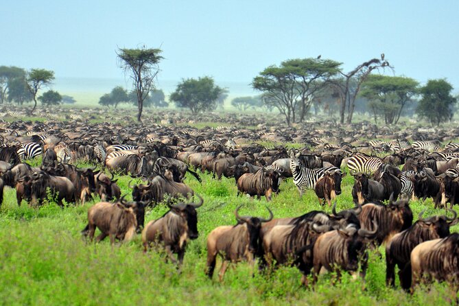 4-Day Tour to Tarangire, Serengeti and Ngorongoro - Day 4: Ngorongoro Crater’s natural amphitheater