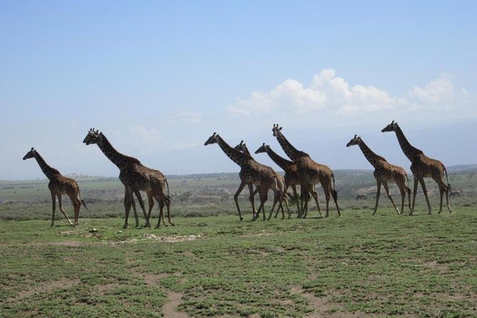 4 Days, 3 Nights Group budget Safari, Lake Manyara, Serengeti, Ngorongoro - Day one: Lake Manyara after an early start