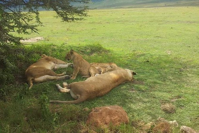 4 Days / 3 Nights Lake Manyara, Ngorongoro and Serengeti - Three parks, three very different safari moods