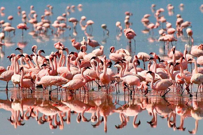 4 Days / 3 Nights Lake Manyara, Ngorongoro and Serengeti - Day 2: The long road into Serengeti