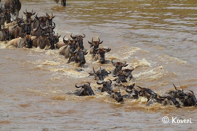 4 Days / 3 Nights Lake Manyara, Ngorongoro and Serengeti - Day 3: Olduvai Gorge and the rim of Ngorongoro