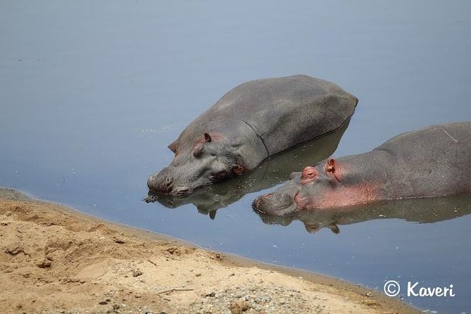 4 Days / 3 Nights Lake Manyara, Ngorongoro and Serengeti - Day 4: A full wildlife drive inside Ngorongoro Crater
