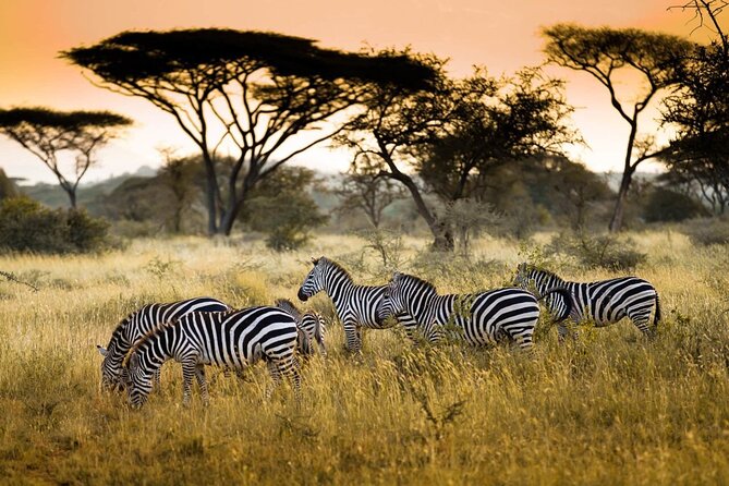4 Days / 3 Nights Lake Manyara, Ngorongoro and Serengeti - The safari jeep and daily comfort