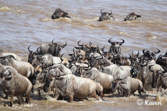 4 Days / 3 Nights Lake Manyara, Ngorongoro and Serengeti - How much value do you get for $1,700?