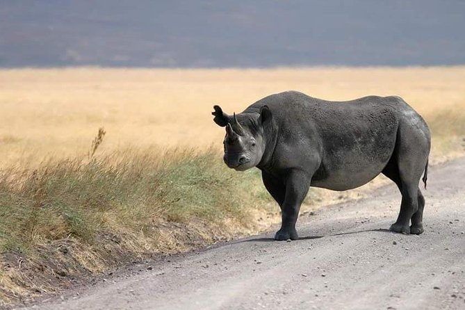 4 Days / 3 Nights Lake Manyara, Ngorongoro and Serengeti - Who will enjoy this safari most?