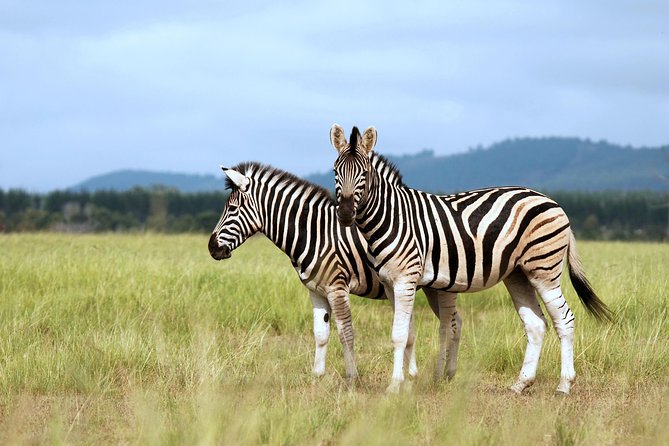 4 Days / 3 Nights Lake Manyara, Ngorongoro and Serengeti - Day 1: Elephants, flamingos, and tree-climbing lions at Lake Manyara