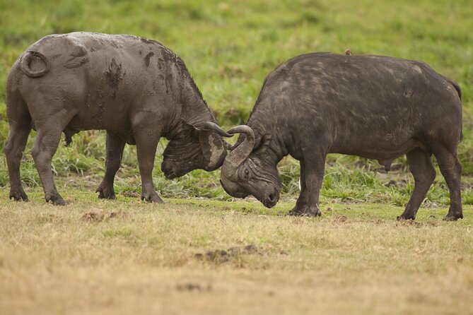 4 days 3 nights Safari- Tarangire, Serengeti and Ngorongoro Crater - Three parks, one fast northern Tanzania route