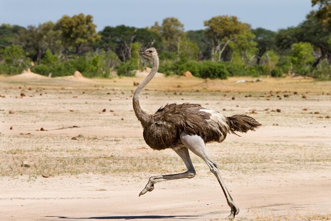 4 days 3 nights Safari- Tarangire, Serengeti and Ngorongoro Crater - Day 3: An early Serengeti game drive