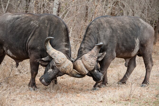 4 days 3 nights Safari- Tarangire, Serengeti and Ngorongoro Crater - Day 4: Inside the Ngorongoro Crater