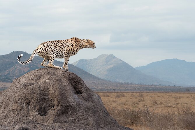 4 days 3 nights Safari- Tarangire, Serengeti and Ngorongoro Crater - What the guide can add to the safari